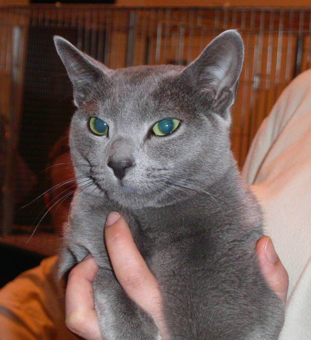 Animalia2004