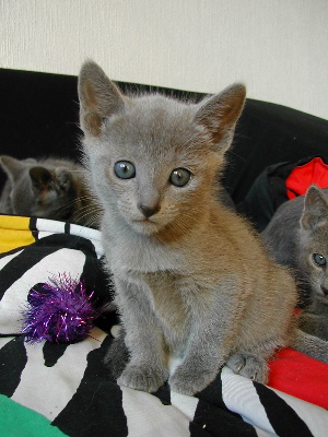 Kalinka