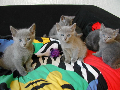 Chatons