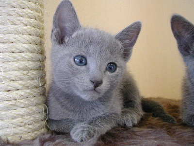 Kalinka