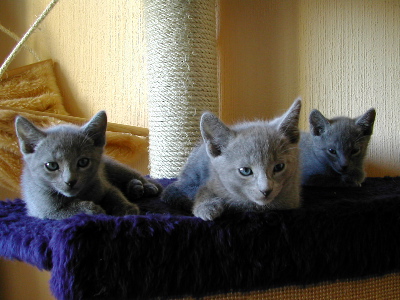 Les 3 matous