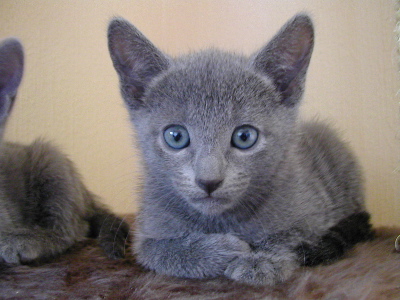 Kyara