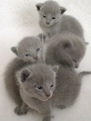les4