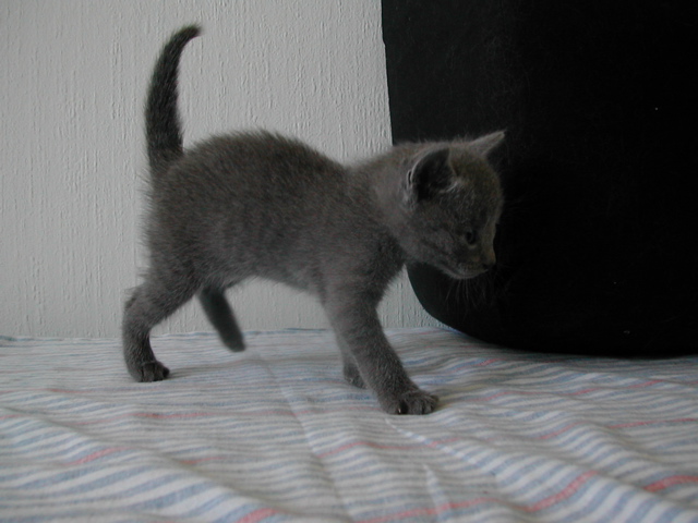Matchka