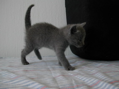 Matchka