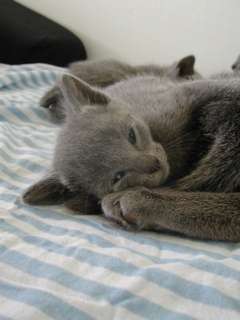 Matchka