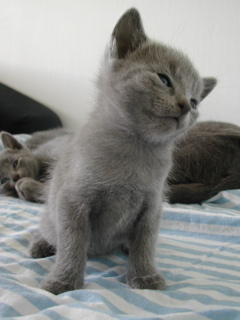 Mylha