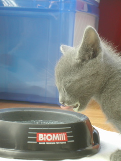 Matchka