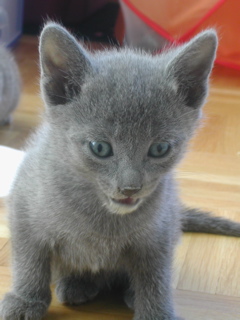 Matchka