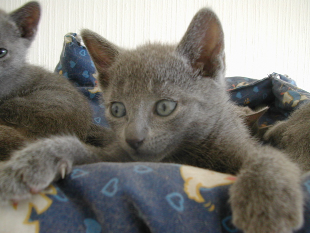 Matchka