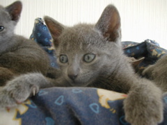 Matchka
