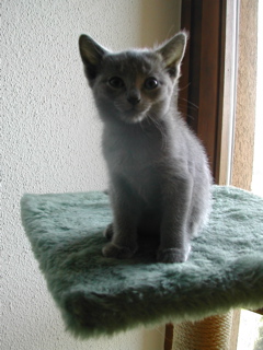 Mylha