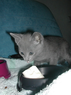 Mallys