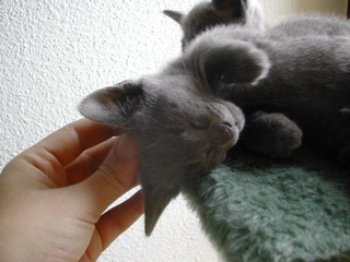 Matchka