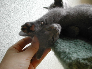 Matchka