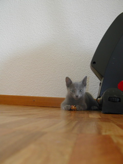 Matchka