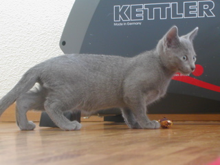 Matchka
