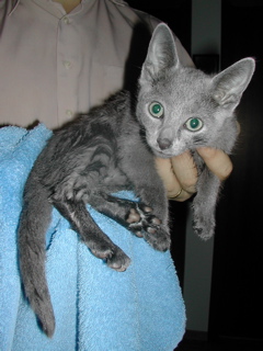Matchka
