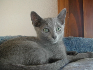 Mallys