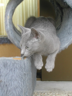Matchka