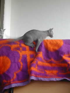 Matchka