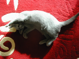 Matchka