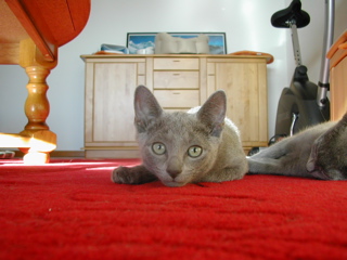 Matchka