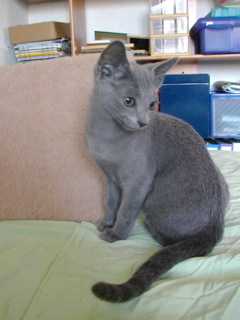 Mallys