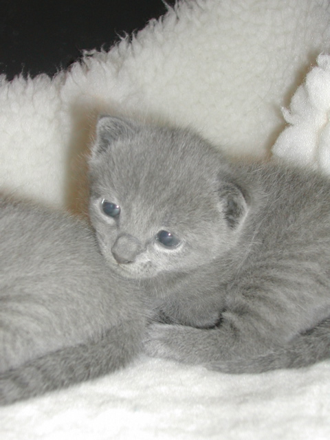 Melo