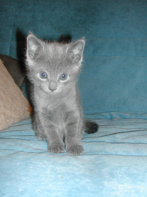 Mishka
