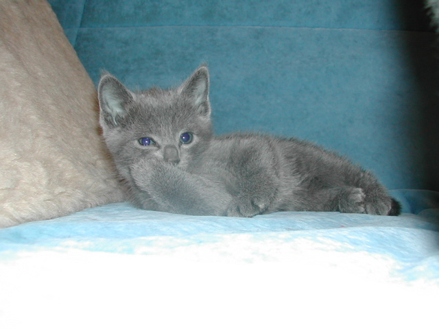 Mishka