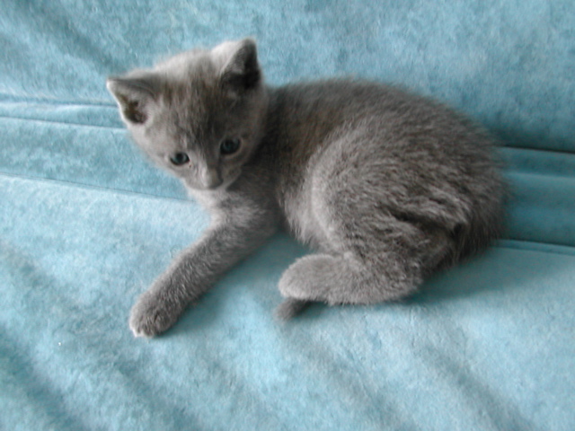 Mishka