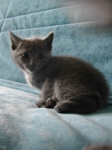 Mishka