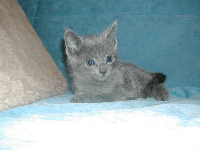 Mishka