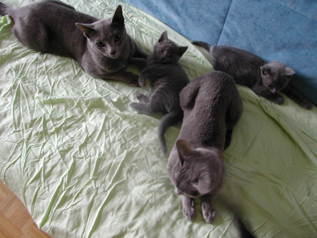 enfamille