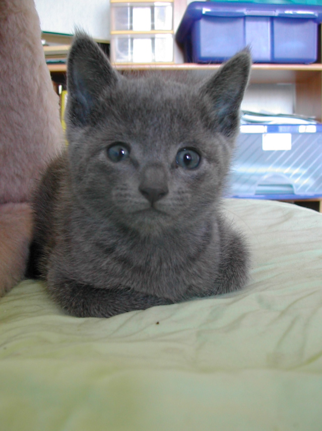Mishka