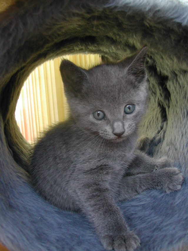 Mishka