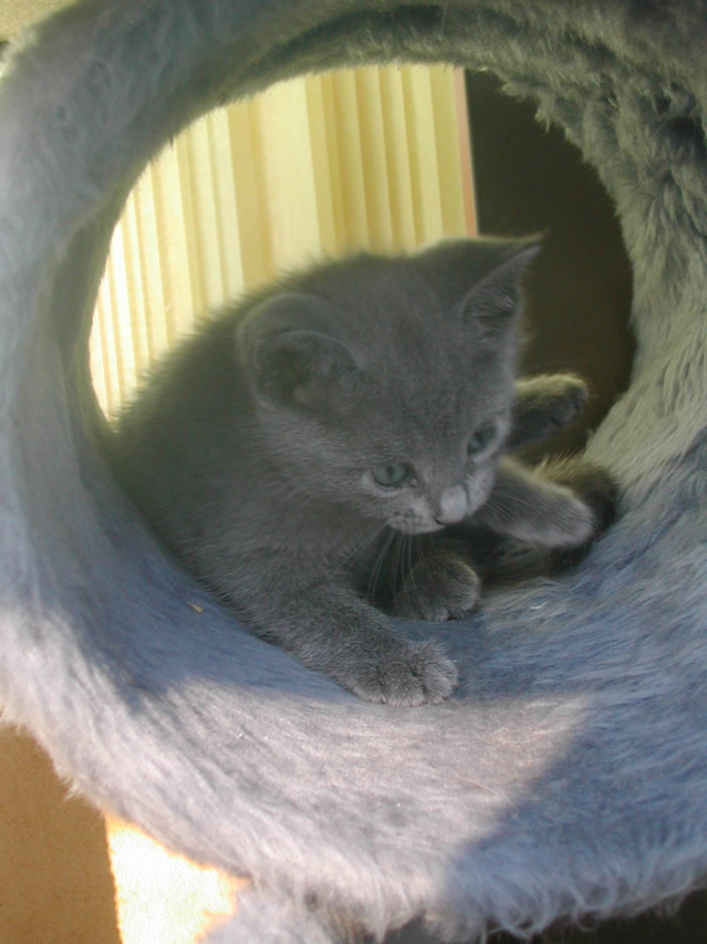 Mishka