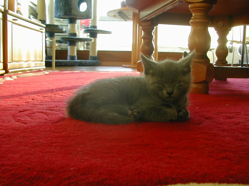 Mishka