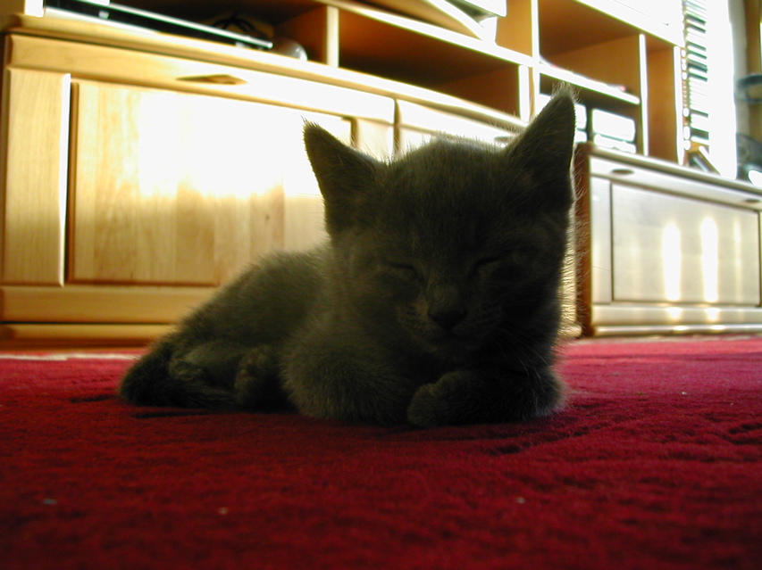 Mishka