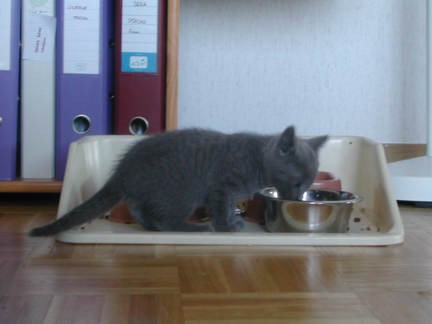 Mishka