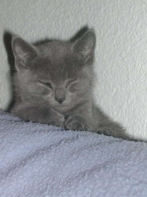 Mishka