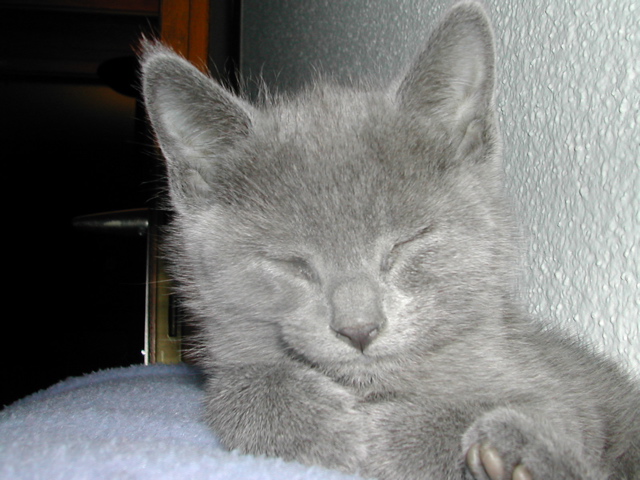 Mishka