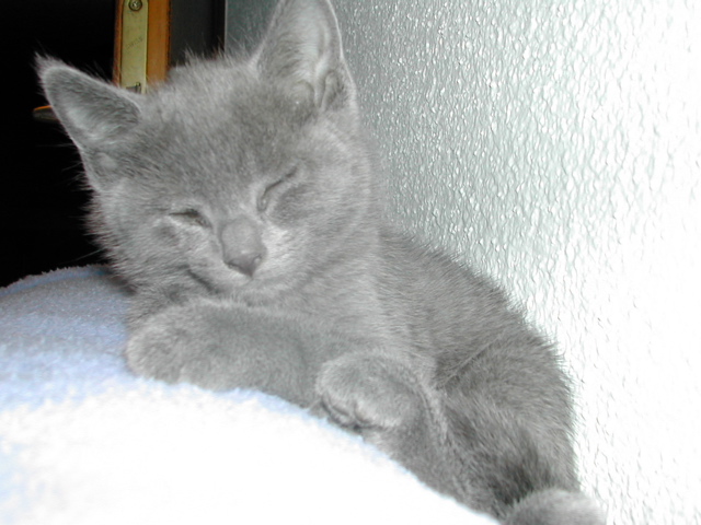 Mishka