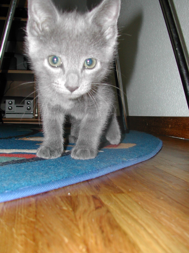 Mishka