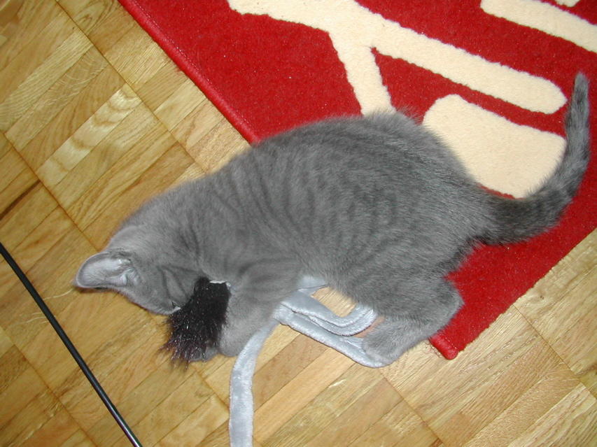 Mishka