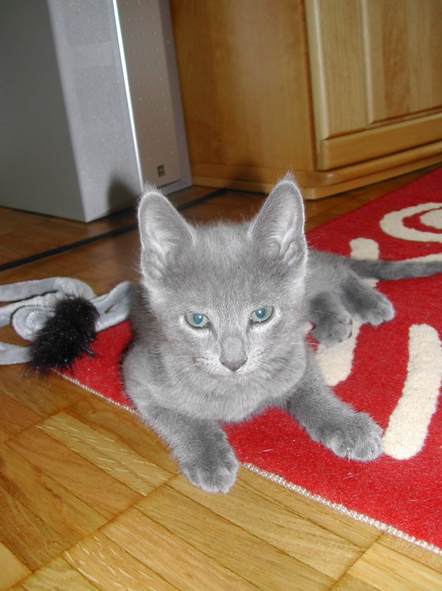 Mishka