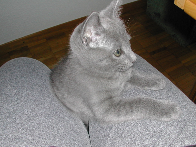 Mishka