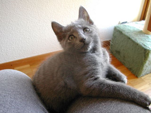 Mishka