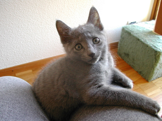Mishka